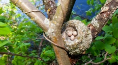 Finch (foto): little bird-talisman rodinné šťastie